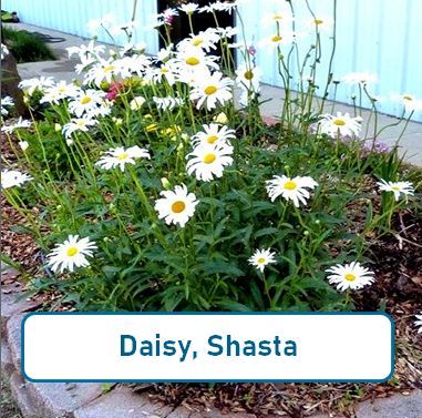 Daisy, Shasta
