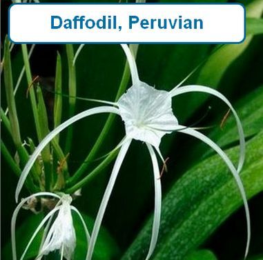 Daffodil, Peruvian