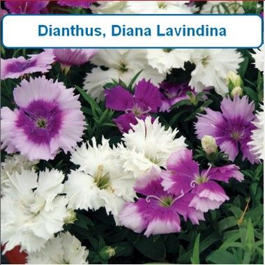 Dianthus, Diana Lavindina