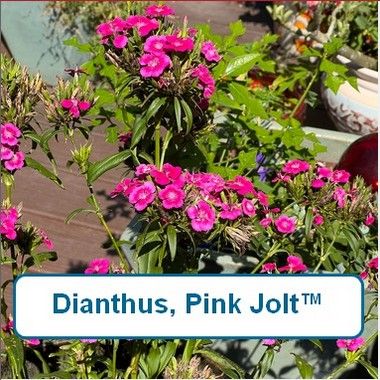 Dianthus, Jolt™ Pink
