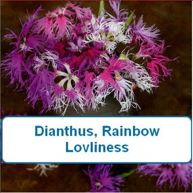 Dianthus, Rainbow Lovliness