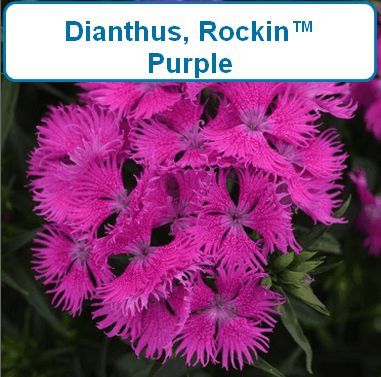 Dianthus, Rockin™ Purple
