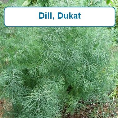 Dill, Dukat
