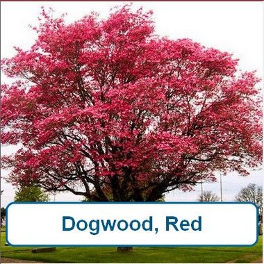 Dogwood Tree, Red Flowering