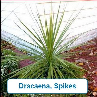 Dracena, Spikes