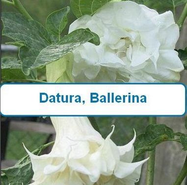 Datura, Ballerina