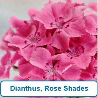 Dianthus, Rose Shades