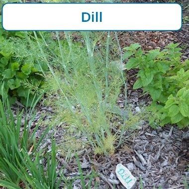 Dill