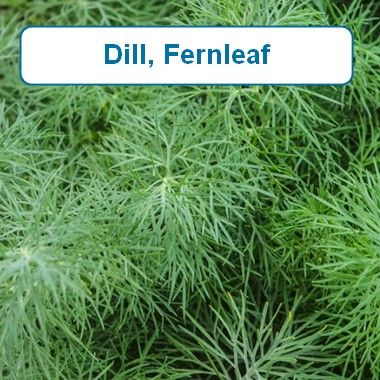 Dill, Fernleaf