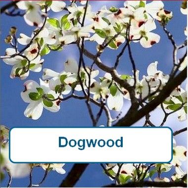 Dogwood, Flowering