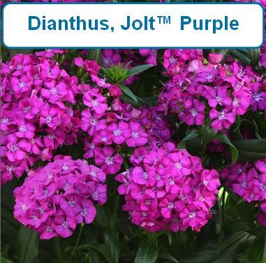 Dianthus, Jolt™ Purple