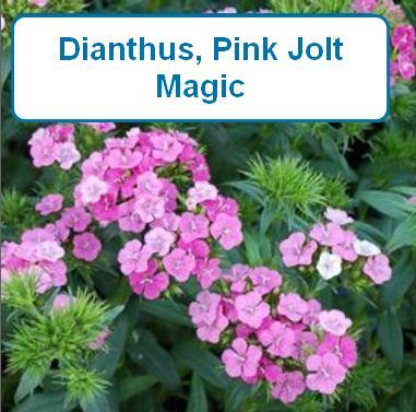 Dianthus, Pink Jolt™ Magic