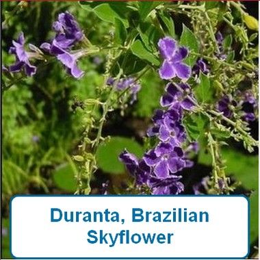 Duranta, Brazilian Sky Flower