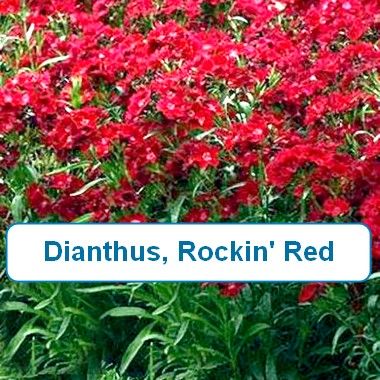 Dianthus, Rockin™ Red