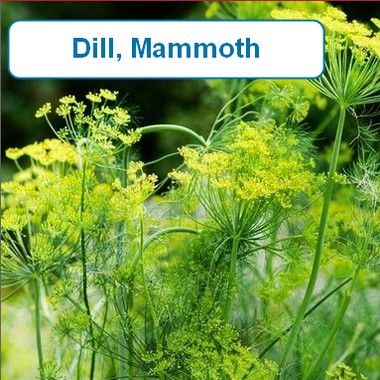 Dill, Mammoth