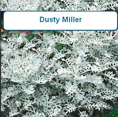 Dusty Miller