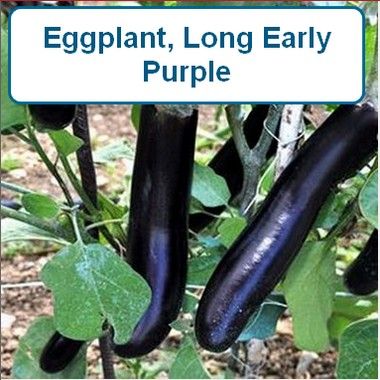 Eggplant, Long Early Purple