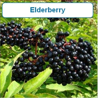 Elderberry