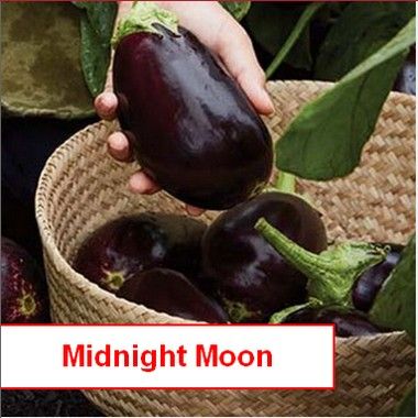 Eggplant, Midnight Moon Hybrid