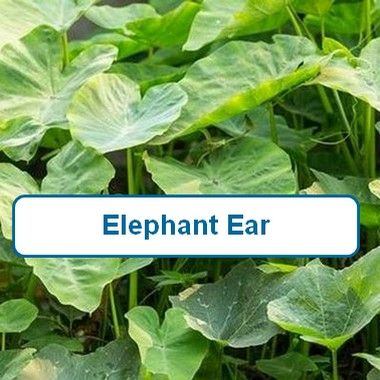 Elephant Ear