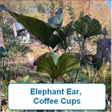 Elephant Ear, Coffee Cups