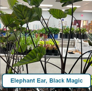 Elephant Ears, Black Magic