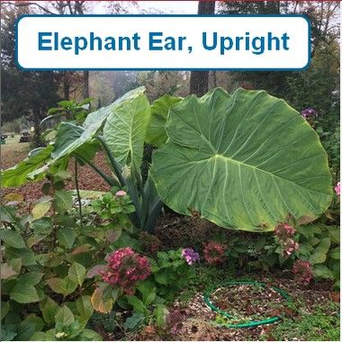 Elephant Ear, Upright