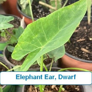 Elephant Ear, Dwarf