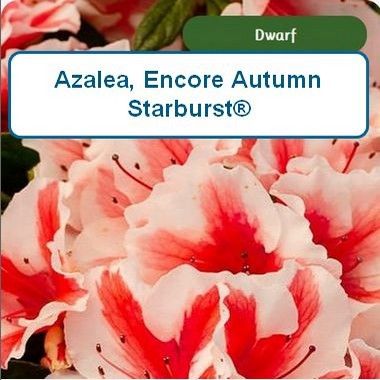 Encore Azalea Autumn® Starburst-G3