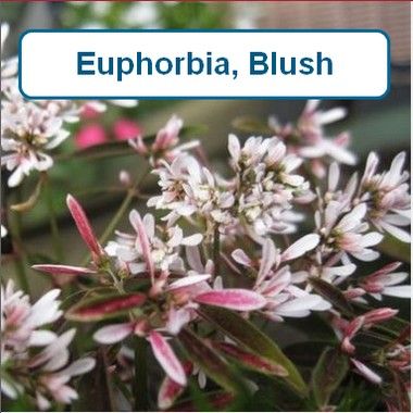 Euphorbia, Blush