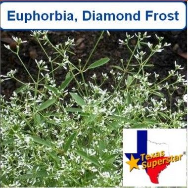 Euphorbia, Diamond Frost