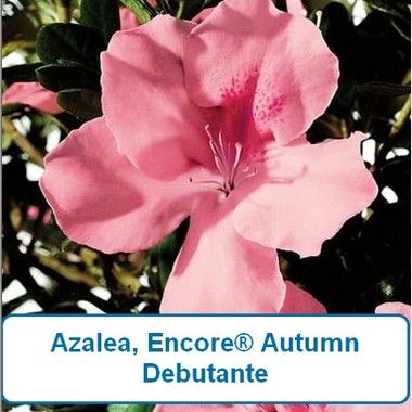 Encore Azalea Autumn® Debutante-G2