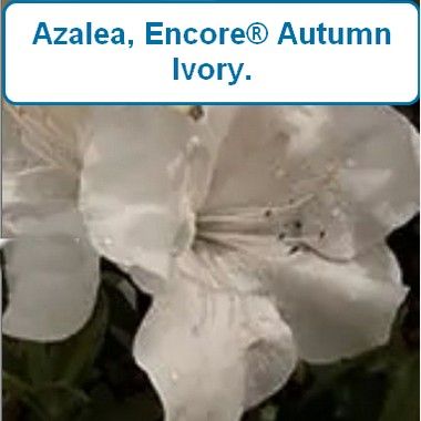 Encore Azalea Autumn® Ivory-G3