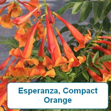 Esperanza, Compact Orange