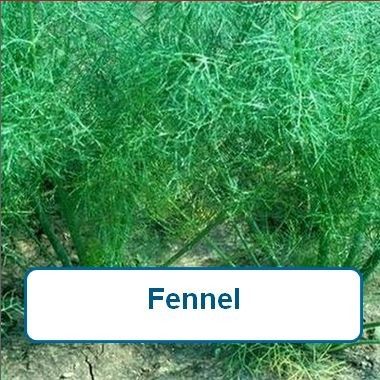 Fennel