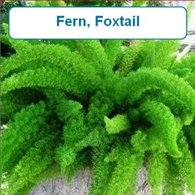 Fern, Foxtail
