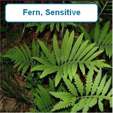 Fern, Sensitive
