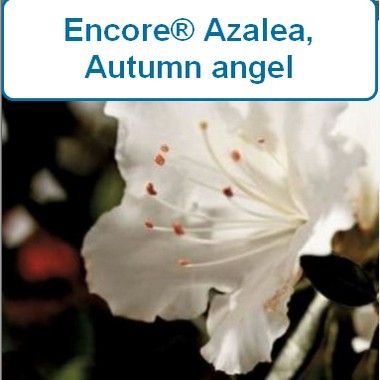 Encore Azalea Autumn® Angel-G2