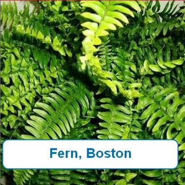 Fern, Boston