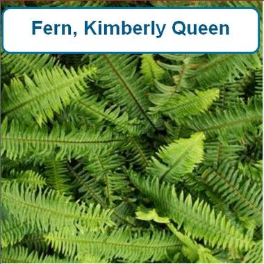 Fern, Kimberly Queen