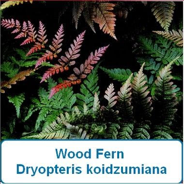 Fern, Wood koidzumiana