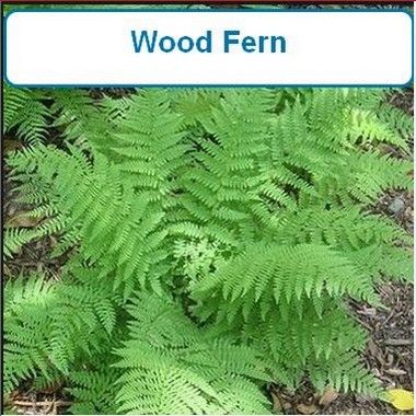 Fern, Wood, ludioviciana(Southern Wood Fern)