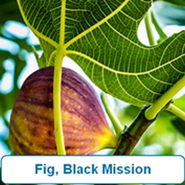 Fig, Black Mission
