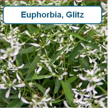 Euphorbia Glitz