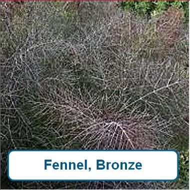 Fennel, Bronze