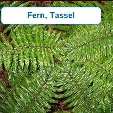 Fern, Tassel