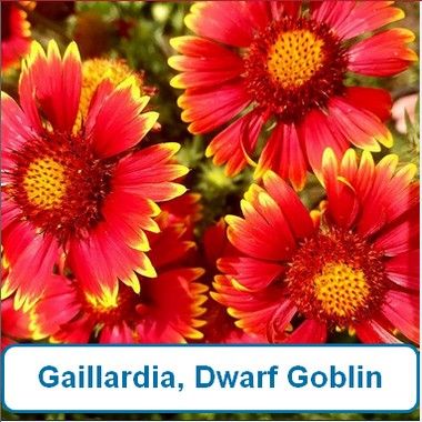 Gaillardia, Dwarf Goblin
