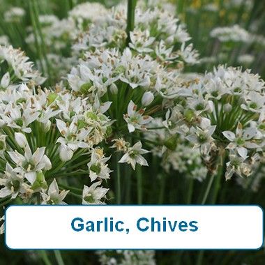 Garlic, Chives