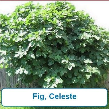 Fig, Celeste