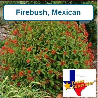 Firebush, Mexican
